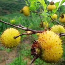 安顺市林森种植专业合作社