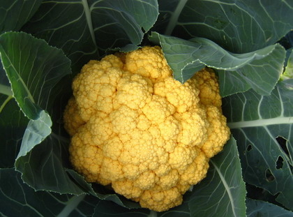 【厂家直销】黄色花菜种子