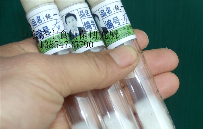 草菇菌种哪里买|永腾榆耳