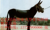 【厂家批发】河南肉驴的价格