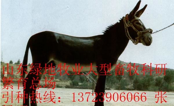 吉林华北驴价格|淮阳驴价格
