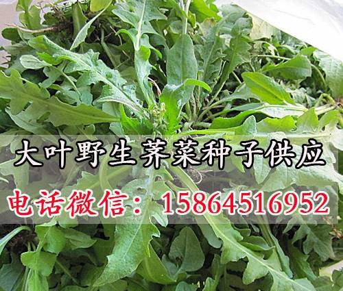 野生荠菜|花叶荠菜|大小叶|山野菜蔬菜种子