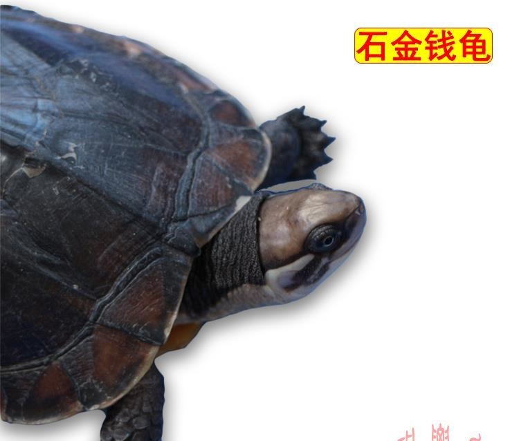 石金钱龟|越南石金钱龟苗|南种石龟|招财龟宠物龟活体