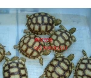 【批发出售】苏卡达陆龟|批发|价格