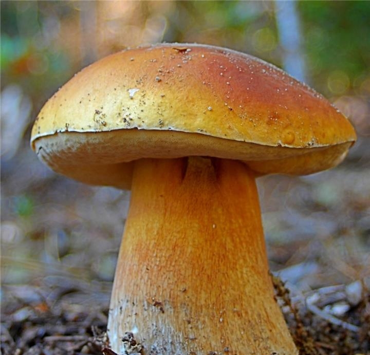 成都野生牛肝菌供应商|野生菌|松茸松露|羊肚菌批发零售