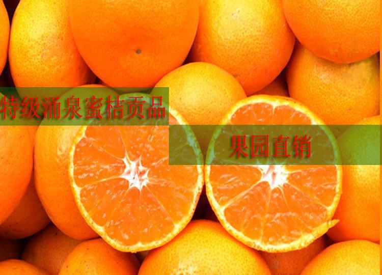 涌泉蜜桔|台州特产|新鲜水果|黄岩蜜橘【送领导】