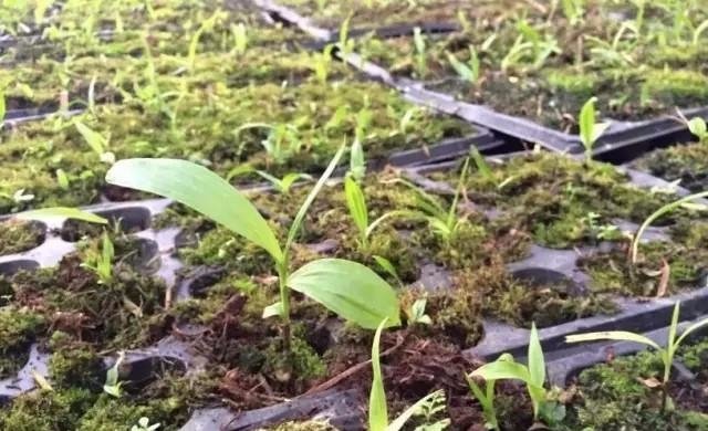 云南白芨价格|种植基地|中药药材种植|白芨|中药药材供应