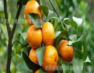 【出售**】橘子果树苗|可盆栽|量大从优