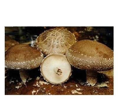 香菇|菌类|实惠|低价