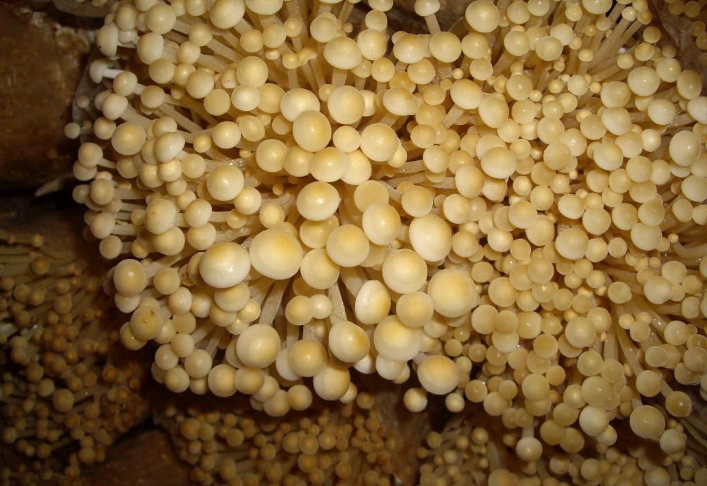食用菌干品香菇|金针菇|茶树菇